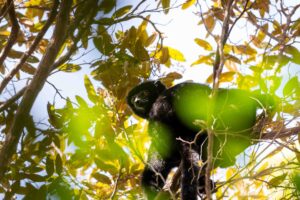 Madagaskar, Andrafiamena Andavakoera, lemur